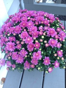 Fall Mums