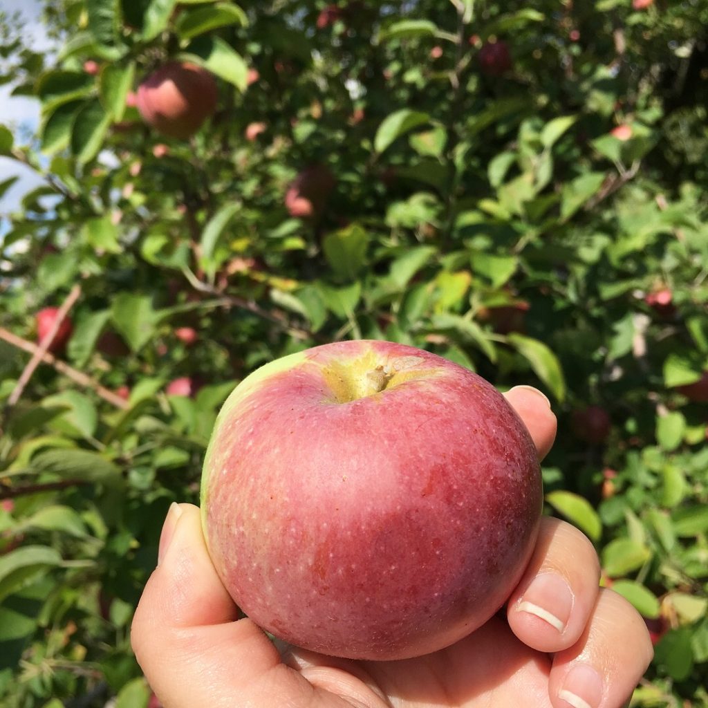 We enjoyed apple picking at Wilkens Farm. It was a hot day but we picked apples and enjoyed cider dougnuts!