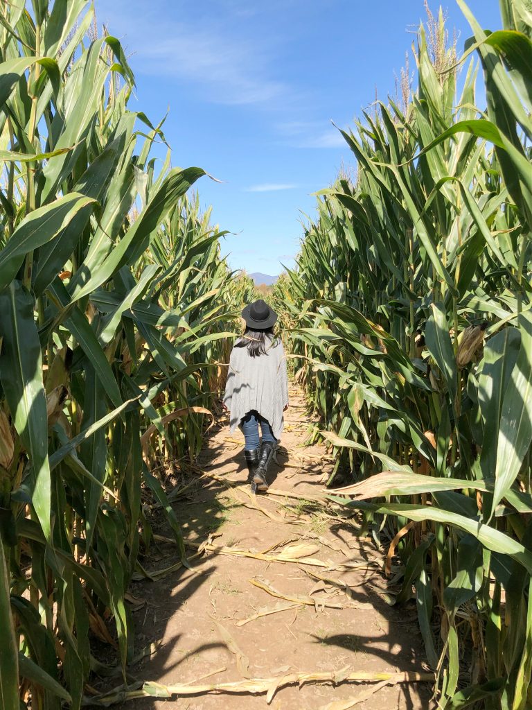 Kelder's Farm corn maze