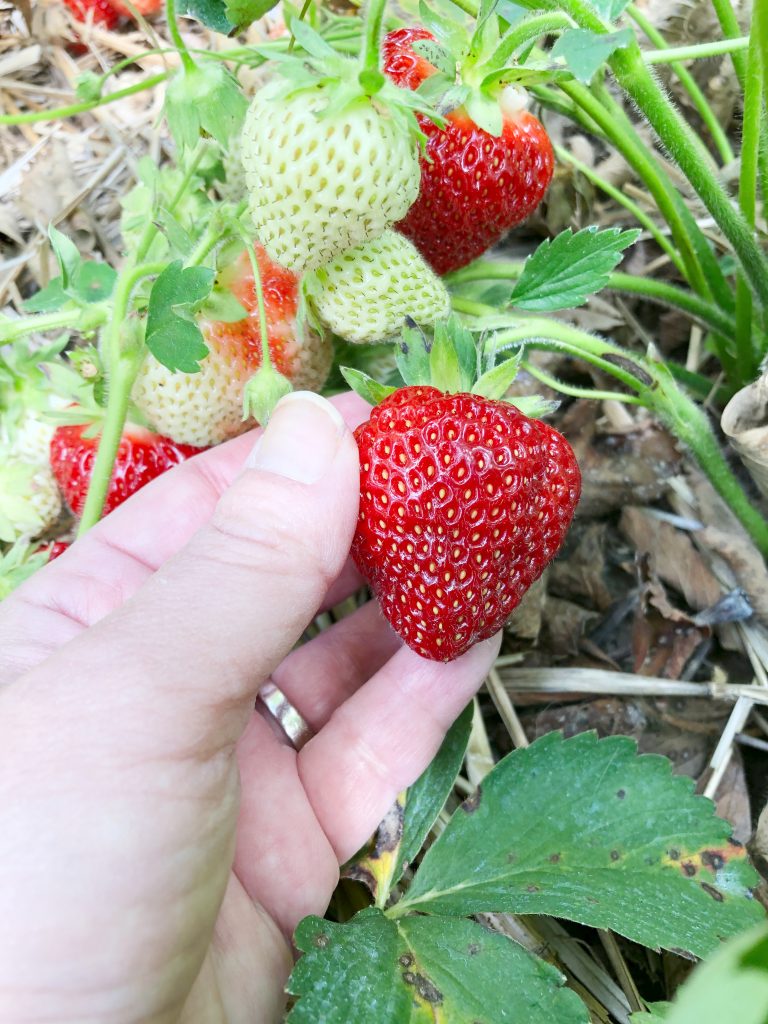 Strawberry Picking at Saunderskill Farms NY Foodie Family