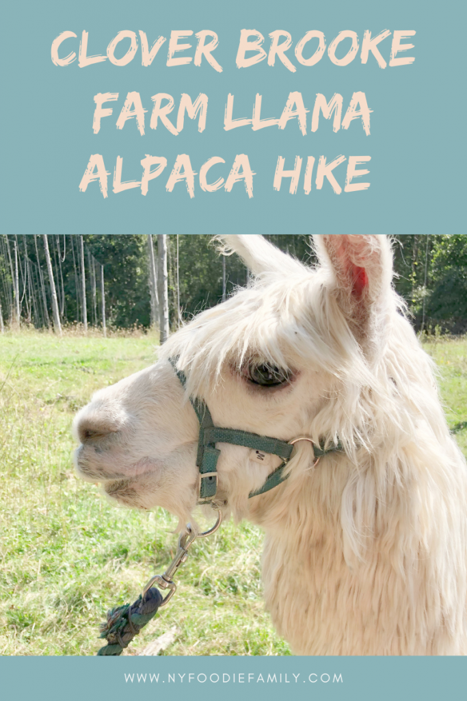 All Natural Alpaca Yarn — Clover Brooke Farm Llama Alpaca Hikes