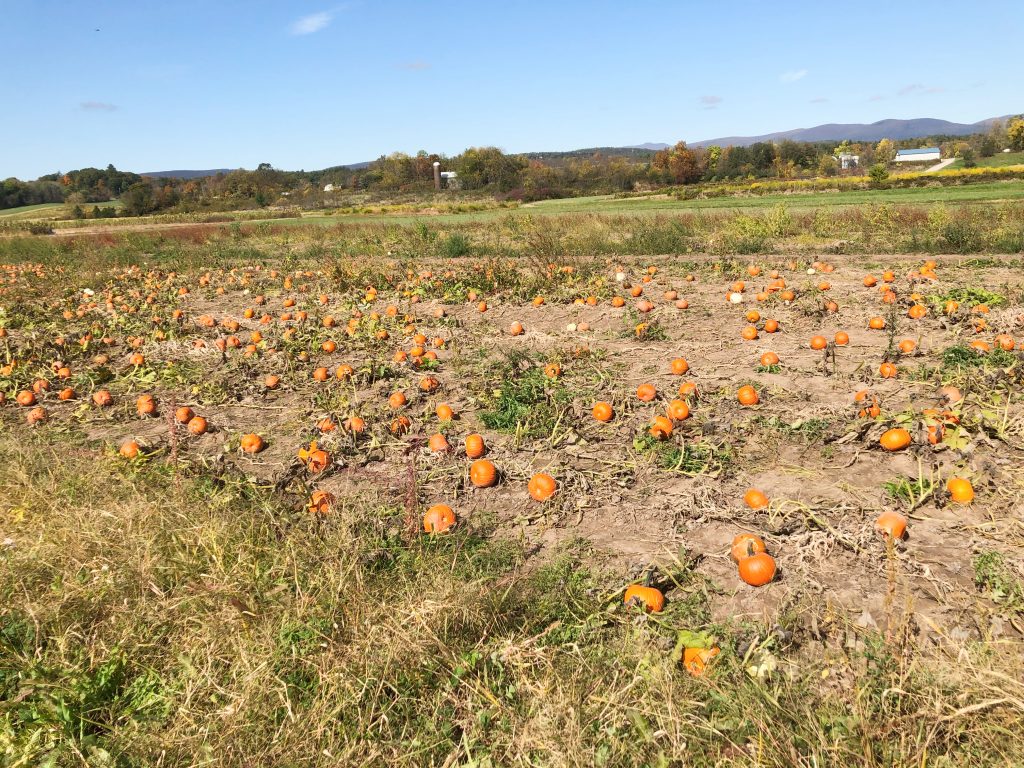 Kelder's farm pumpkin patch