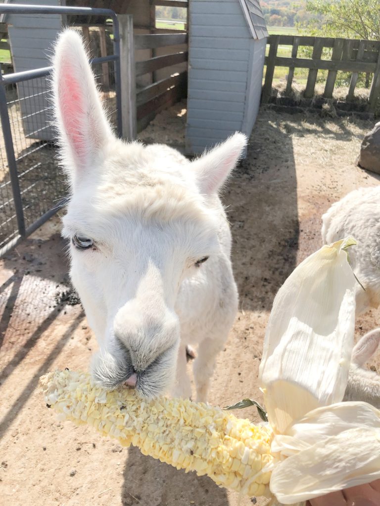 Kelder's Farm feeding the animals