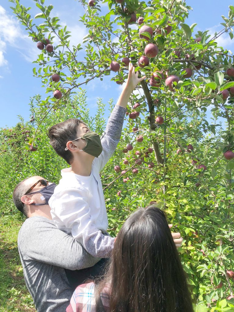 Soons Orchards - reaching for the highest apples