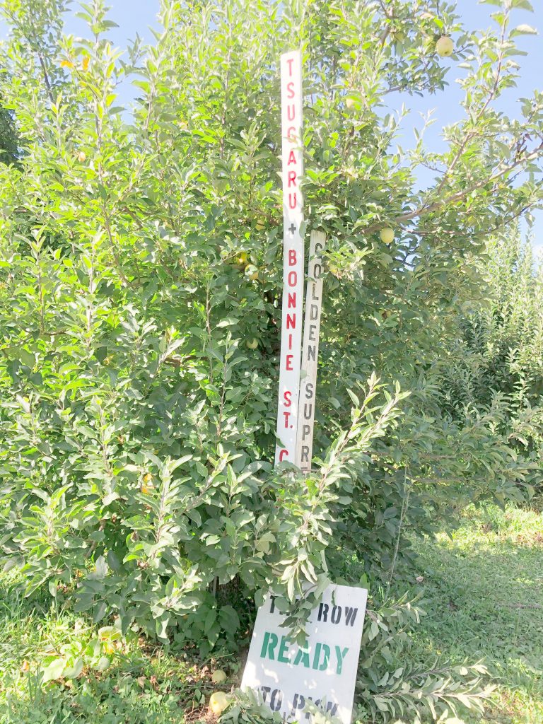 Apple Variety signs at Soons Orchards
