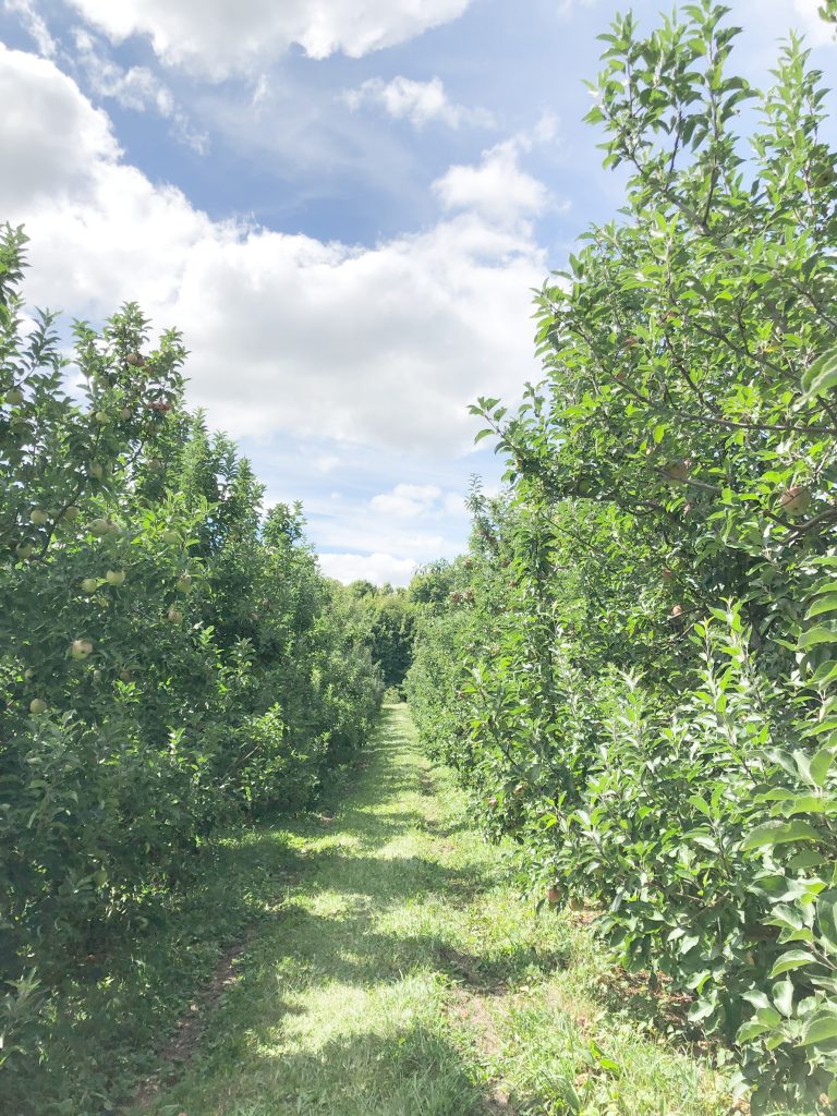 Rows of apples at Soons Orchards