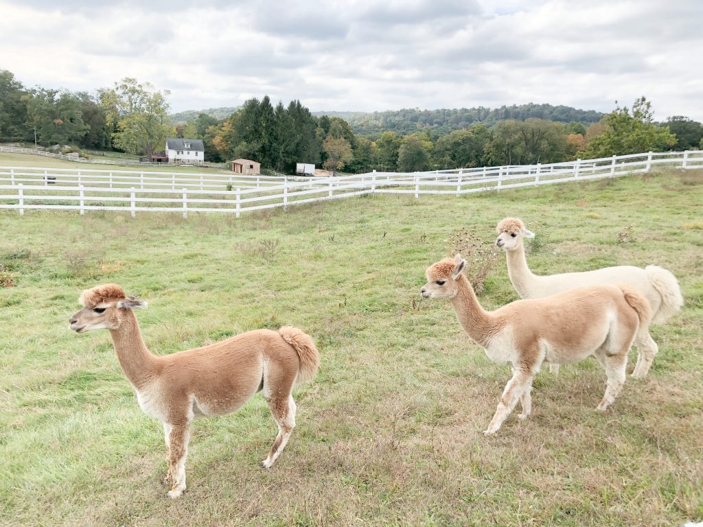 Alpacas at Tilly Foster Farm